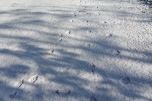 Tracce sulla neve di faina, volpe e lepree