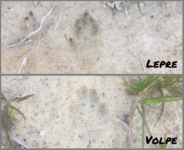 Ecco come riconoscere le tracce di animali selvatici - La volpe e la lepre