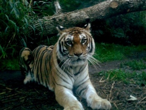 Tigre di Sumatra al Bioparco di Roma